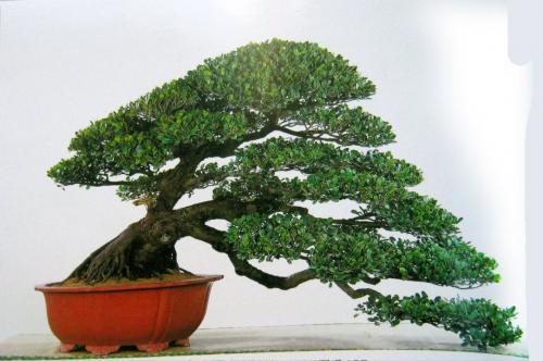 Bonsai, cay canh nghe thuat, cây cảnh nghệ thuật